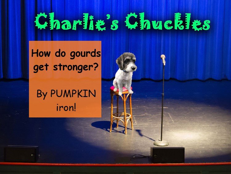Charlie’s Chuckles – November 2022